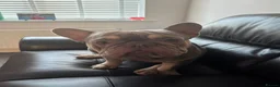 French Bulldog dogs for sale: French bulldog  - Advert 2