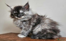 Maine Coon cats for sale: XXL Champion Line Maine Coons – Rare, Very Fluffy! - Advert 30