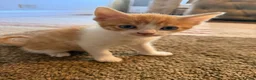 Mixed Breed cats for sale: Hand rared Beautiful ginger boy ready in 5 days 🧡 - Advert 3