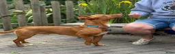 Mixed Breed dogs for adoption: Shadow - Podenco Maneto  in Birmingham - Advert 21
