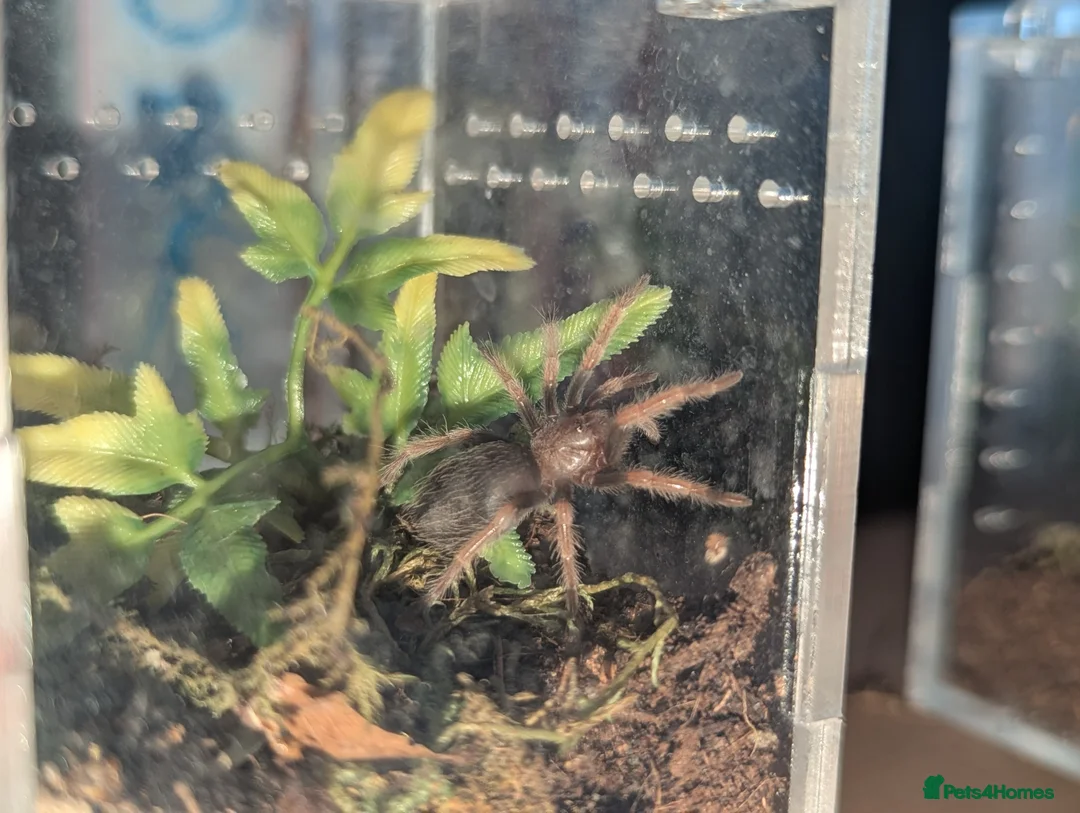 Tarantulas invertebrates for sale: Tarantula Collection - Image 4
