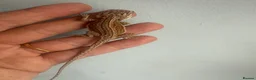 Bearded Dragon reptiles for sale: Friendly baby dragons - Advert 5