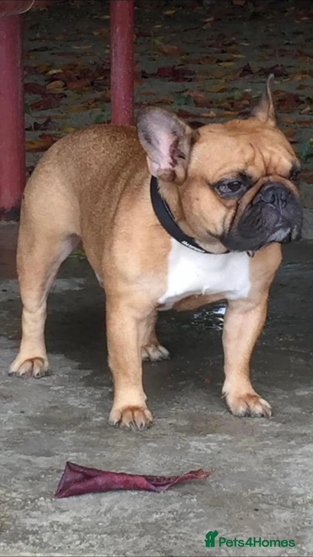 French Bulldog dogs for stud: PHILIPPINE CHAMPION FRENCH BULLDOG at STUD - Advert 7