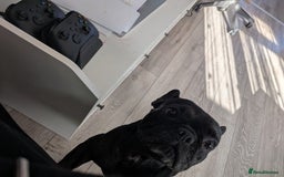 French Bulldog dogs for sale: Winnie the French Bulldog - Advert 2