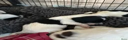 English Springer Spaniel dogs for sale: Kc springer spaniels  in Marlborough - Advert 7