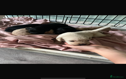 Cocker Spaniel dogs for sale: Cocker spaniel puppies - Image 8