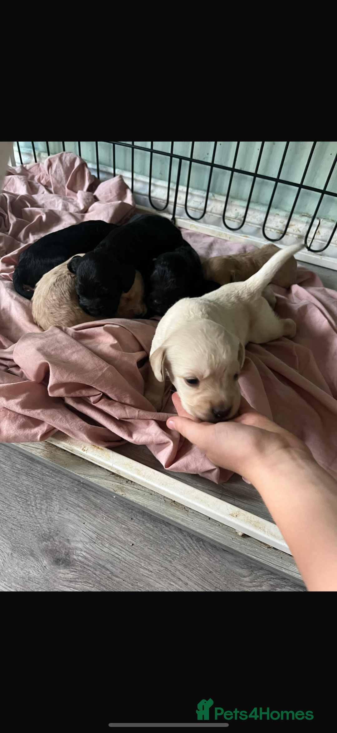 Cocker Spaniel dogs for sale: Cocker spaniel puppies - Image 8