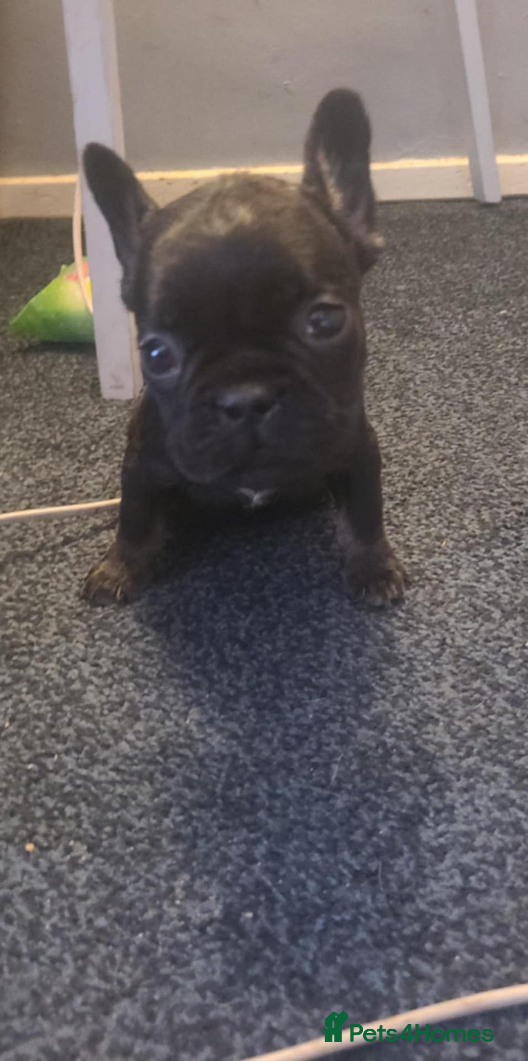 French Bulldog dogs for sale: French bulldog 2 boys and four girls - Image 6