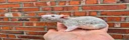 Rat rodents for sale: Various male and female rats  - Advert 6