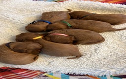 Cavalier King Charles Spaniel dogs for sale: Beautiful KC reg ruby puppies, home reared - Image 3