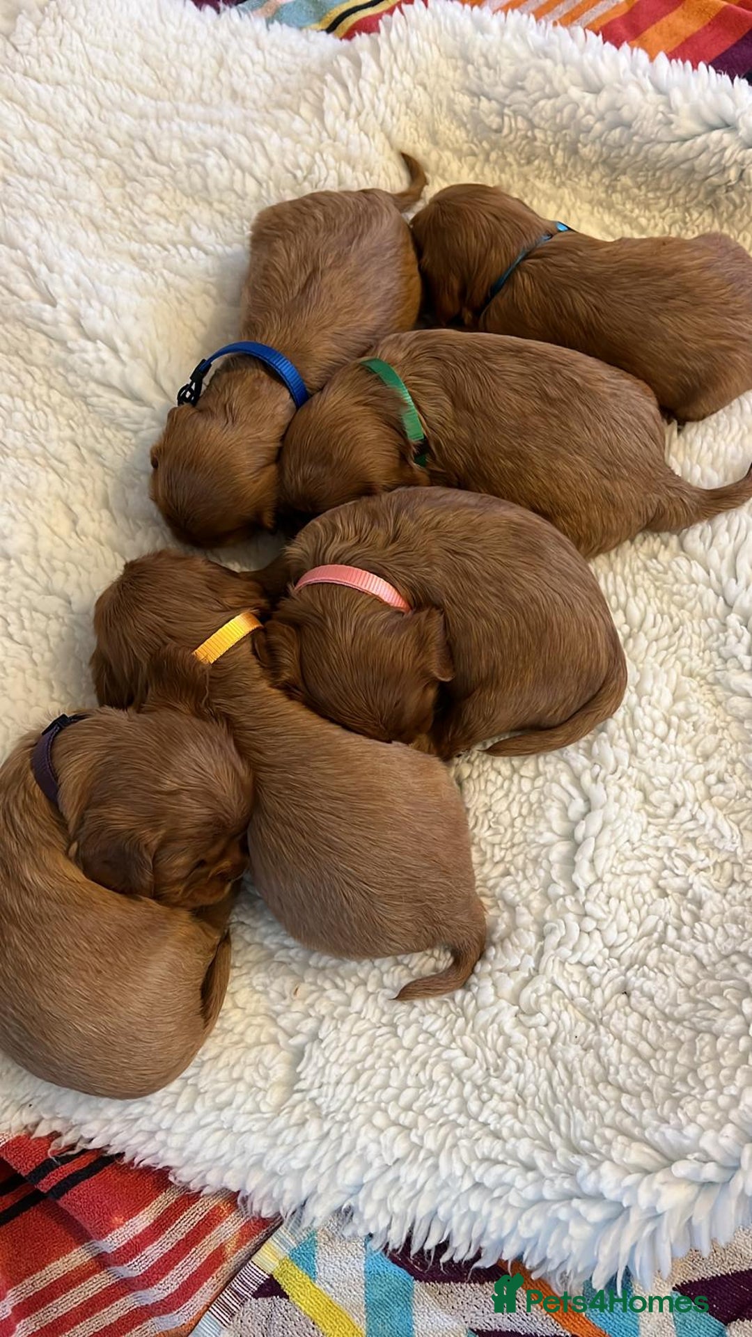 Cavalier King Charles Spaniel dogs for sale: Beautiful KC reg ruby puppies, home reared - Image 3