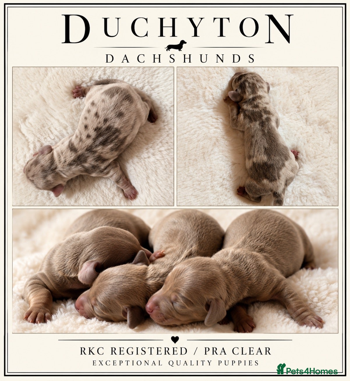 Miniature Dachshund dogs KC Isabella Dapple Miniature Dachshund - Advert 1