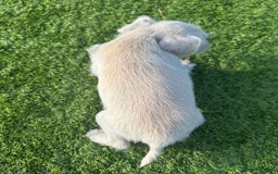 Miniature Schnauzer dogs for sale: *MINi SCHNAUZERS PUPPIES* - Image 9