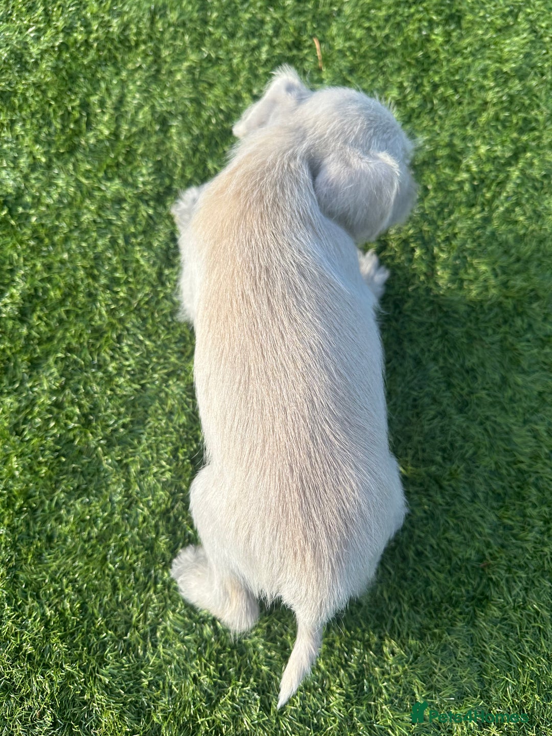 Miniature Schnauzer dogs for sale: *MINi SCHNAUZERS PUPPIES* - Image 9