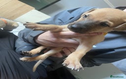 Greyhound dogs for sale: Saluki bull greyhounds - Image 6