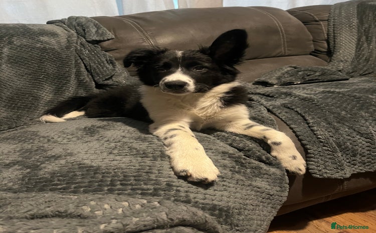 Border Collie dogs - Advert 1