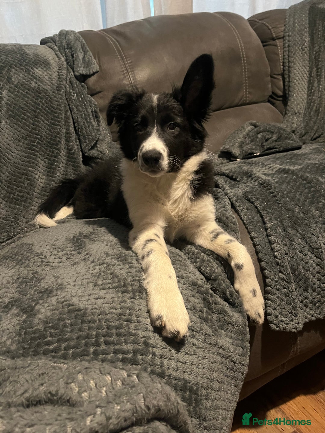 Border Collie dogs for sale: Border collie girl looking for forever home  - Image 1