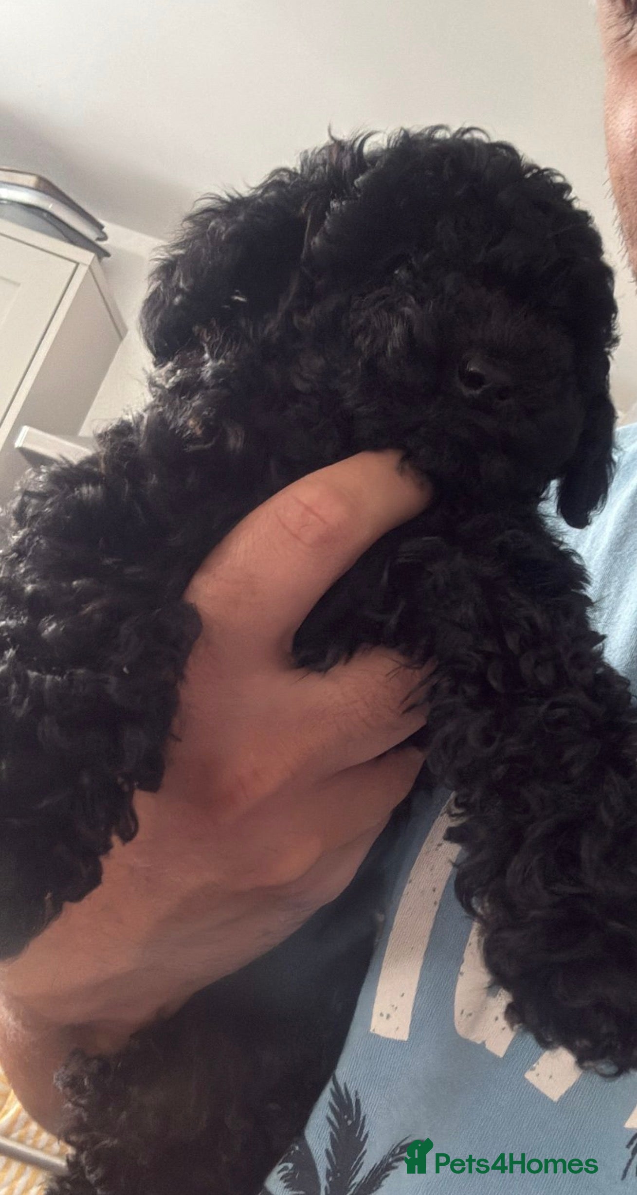 Toy Poodle dogs 5 little Tiny Toy Poodles /Already toilet trained - Advert 2