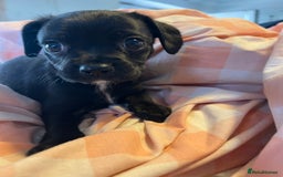 Cavalier King Charles Spaniel dogs for sale: Cavalier , King Charles/ Jack Russel Puppies - Image 15