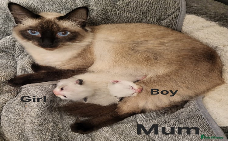 Ragdoll cats - Advert 8