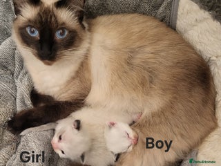 Ragdoll cats - Advert 5