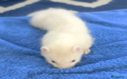 Ferret rodents for sale: Ferrets for Sale - 8 weeks old - Image 2