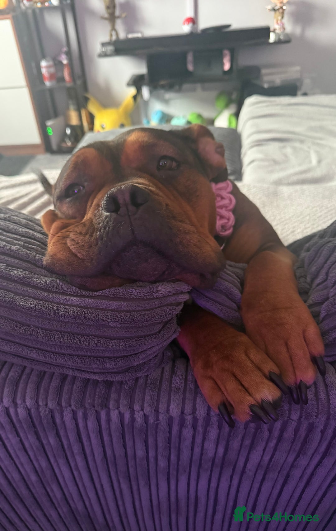 Mixed Breed dogs for sale: Pocket Bully Cross - Image 2