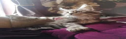 Maine Coon cats for sale: TICA/ POLY/ HEALTH CHECKED Maine Coons - Advert 11
