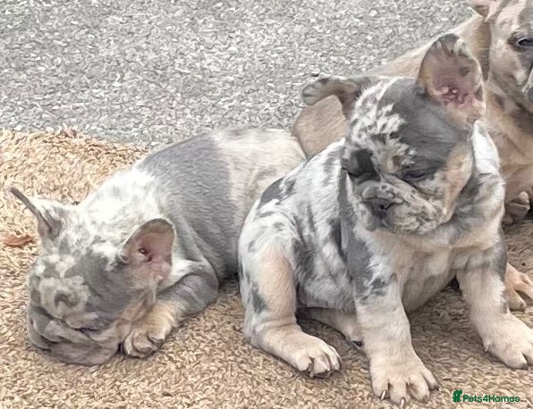 French Bulldog dogs QUALITY HEALTH TESTED FRENCH BULLDOG PUPPIES  - Advert 17