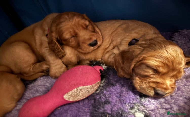 Cocker Spaniel dogs - Advert 14