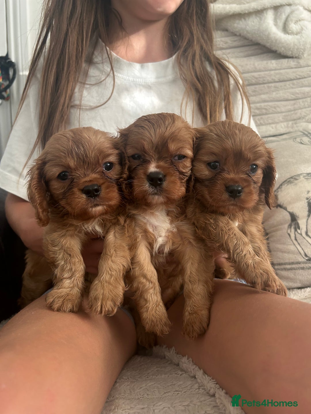 Cavalier King Charles Spaniel dogs for sale: Kc reg ruby cavalier boys available  - Image 5