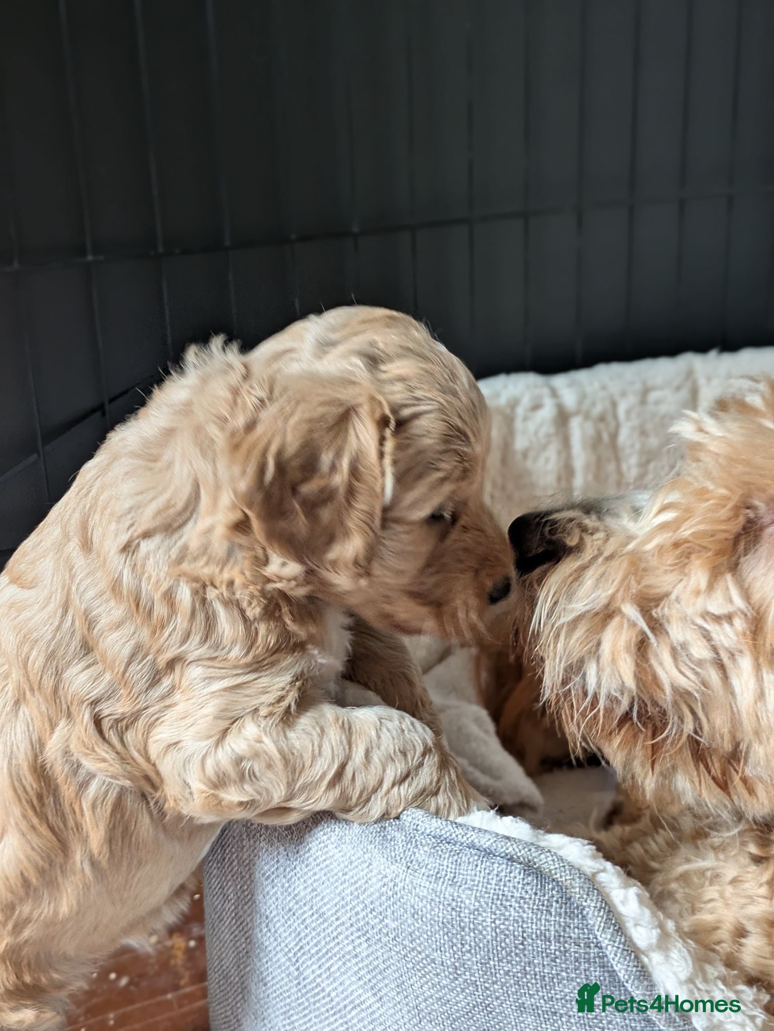 Australian Labradoodle dogs Tosha's and Rufus puppies - Advert 2