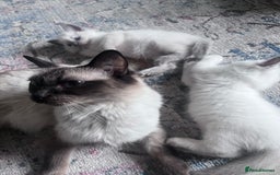 Ragdoll cats for sale: Pure breed ragdolls - Image 6