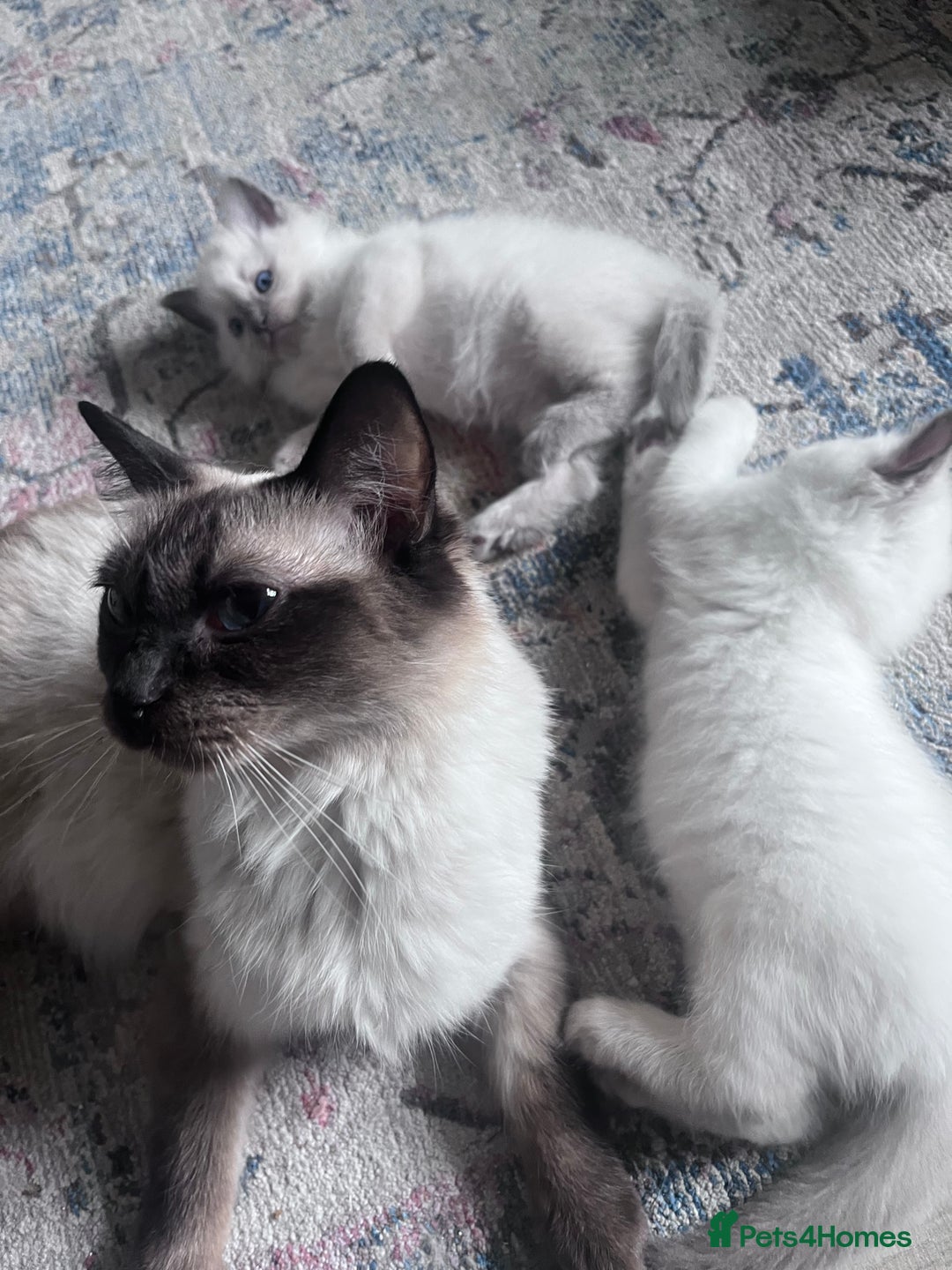 Ragdoll cats for sale: Pure breed ragdolls - Image 6