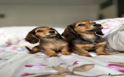 Dachshund dogs for sale: Kc . Reg. miniature longhair dachshund puppies  - Image 10