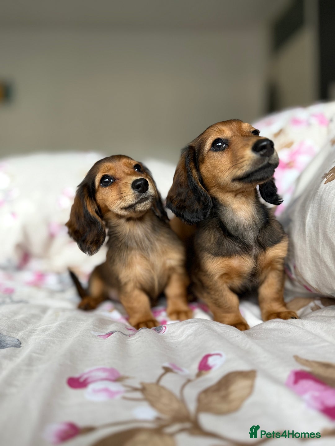Dachshund dogs for sale: Kc . Reg. miniature longhair dachshund puppies  - Image 10
