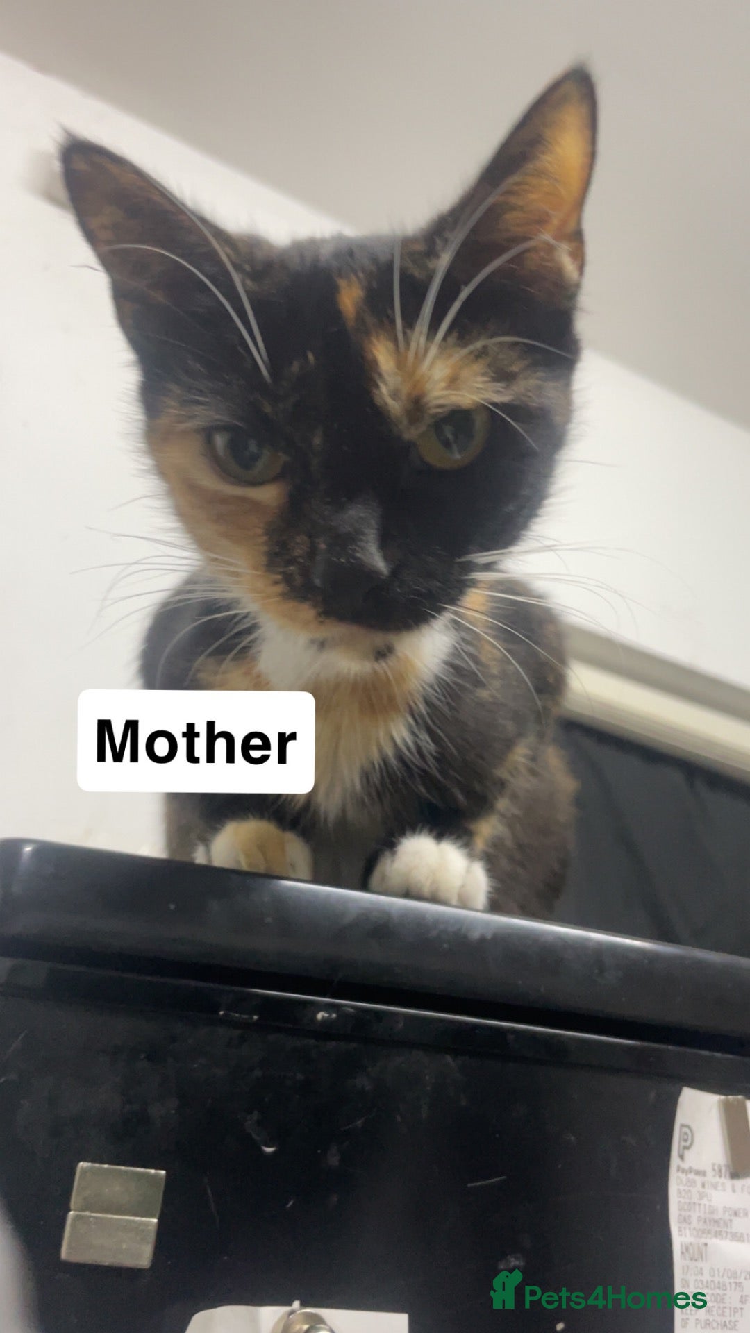 Mixed Breed cats Kittens For Sale! - Advert 3