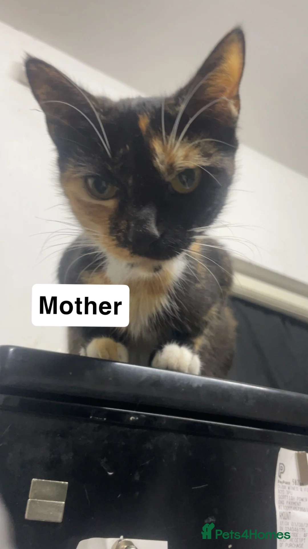 Mixed Breed cats for sale: Kittens For Sale! - Advert 1