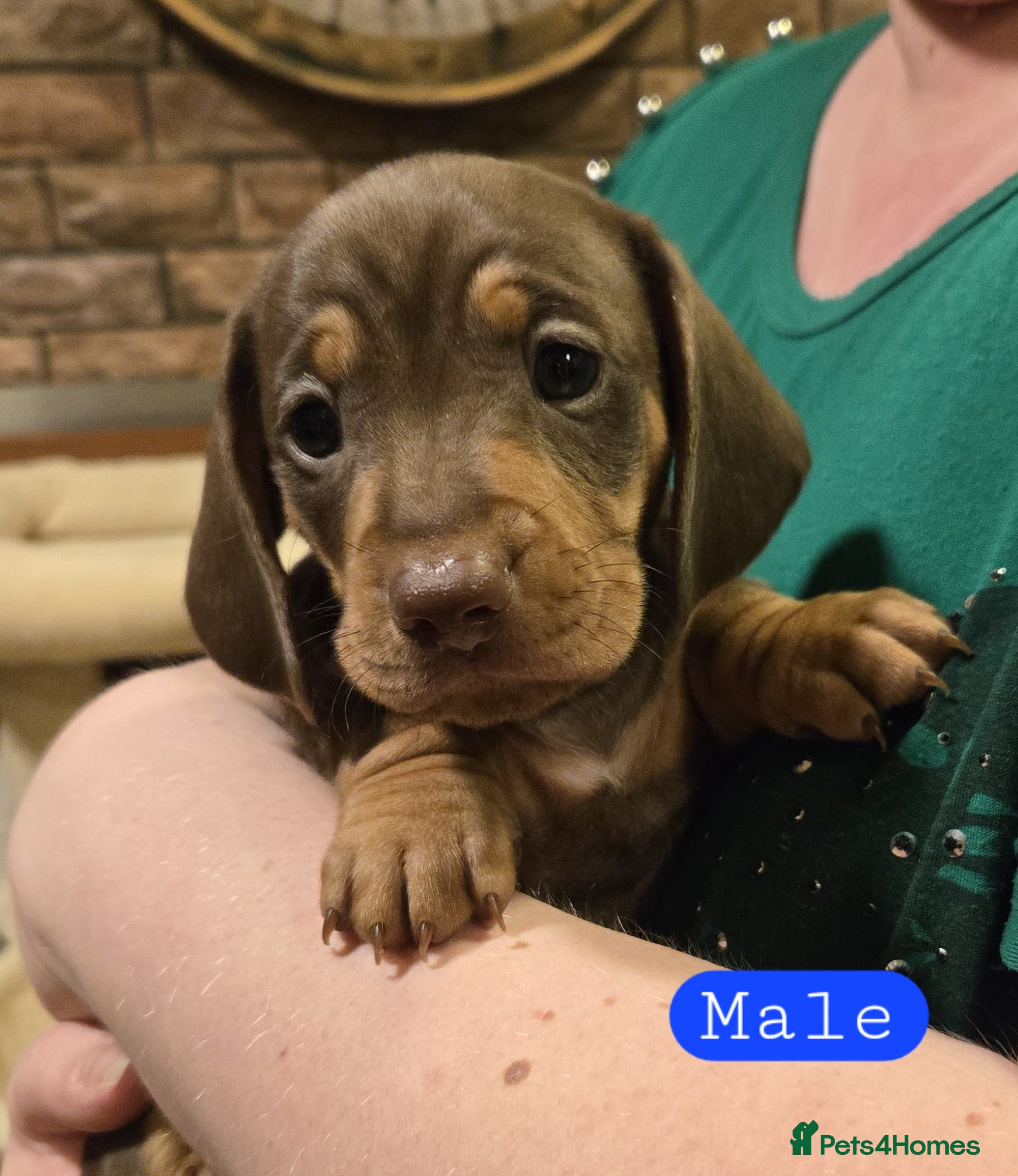 Miniature Dachshund dogs Please ask about future litters - pups have homes  - Advert 1