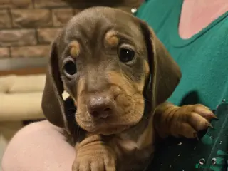 Miniature Dachshund dogs Please ask about future litters - pups have homes - Advert 1
