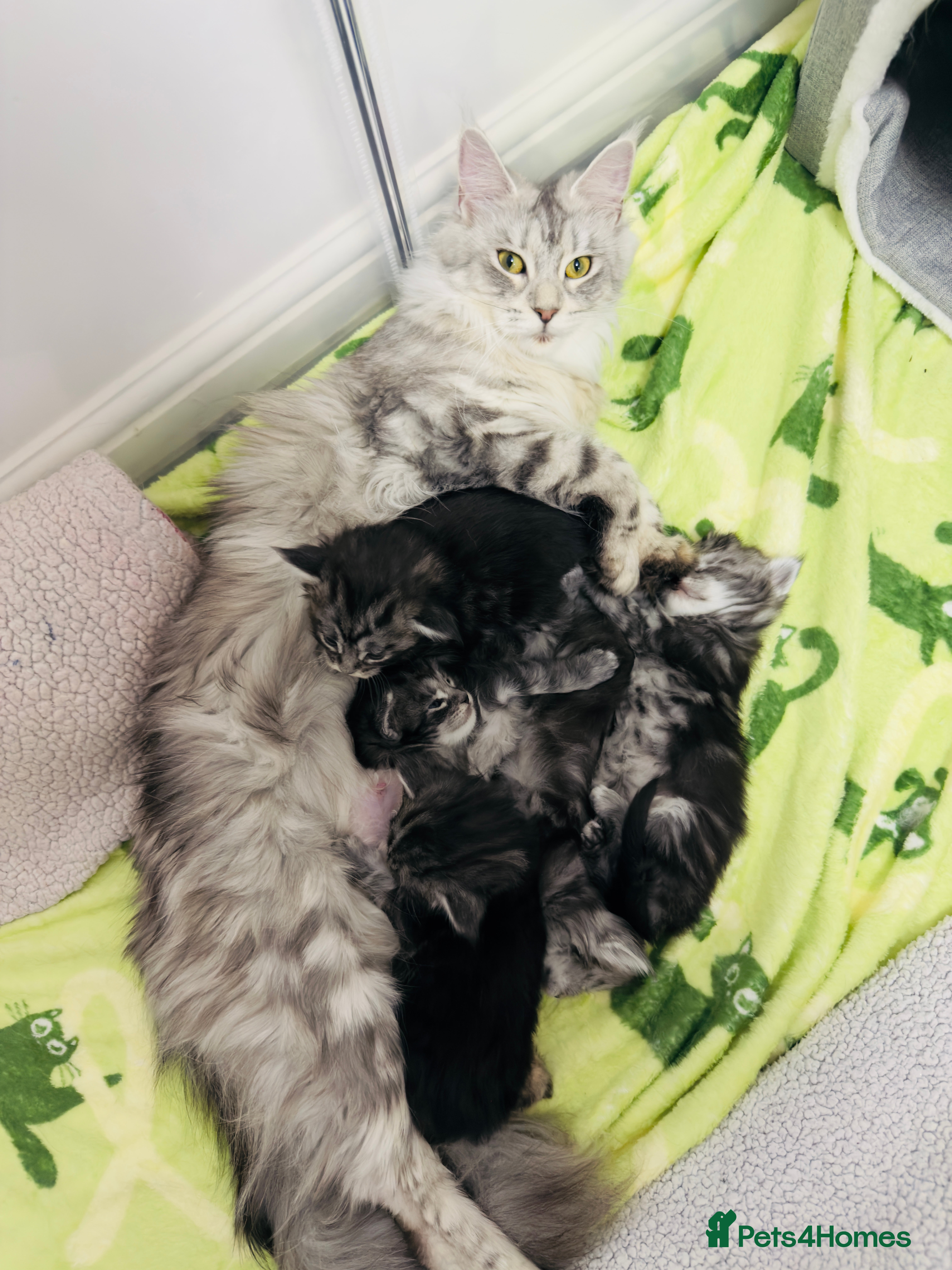 Maine Coon cats 🐾 Stunning Maine Coon Kittens🐾 - Advert 1