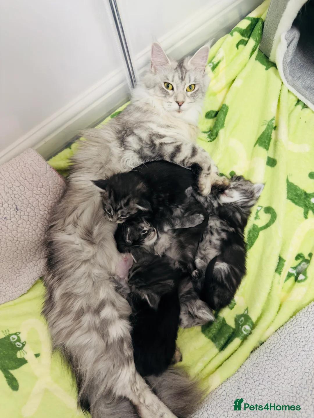 Maine Coon cats for sale: 🐾 Stunning Maine Coon Kittens🐾 - Advert 1