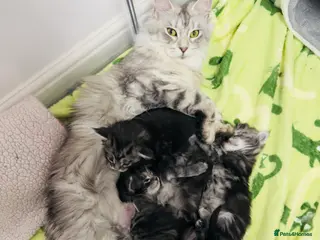 Maine Coon cats 🐾 Stunning Maine Coon Kittens🐾 - Advert 1