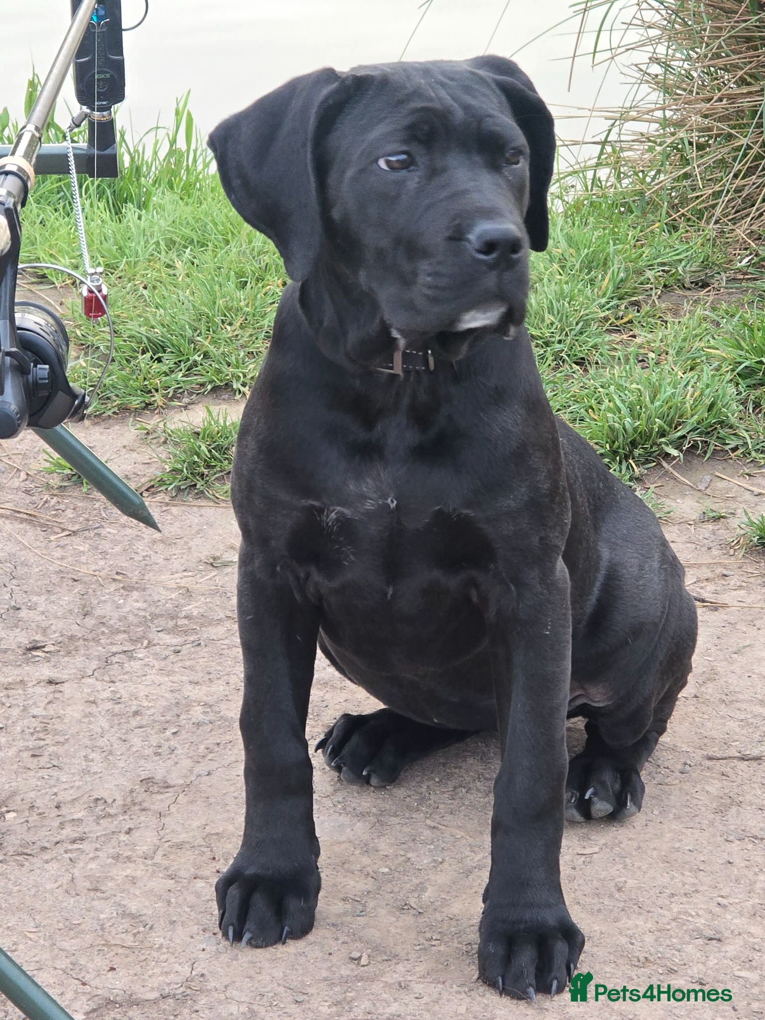 Mixed Breed dogs Cane corso x presa canario - Advert 1