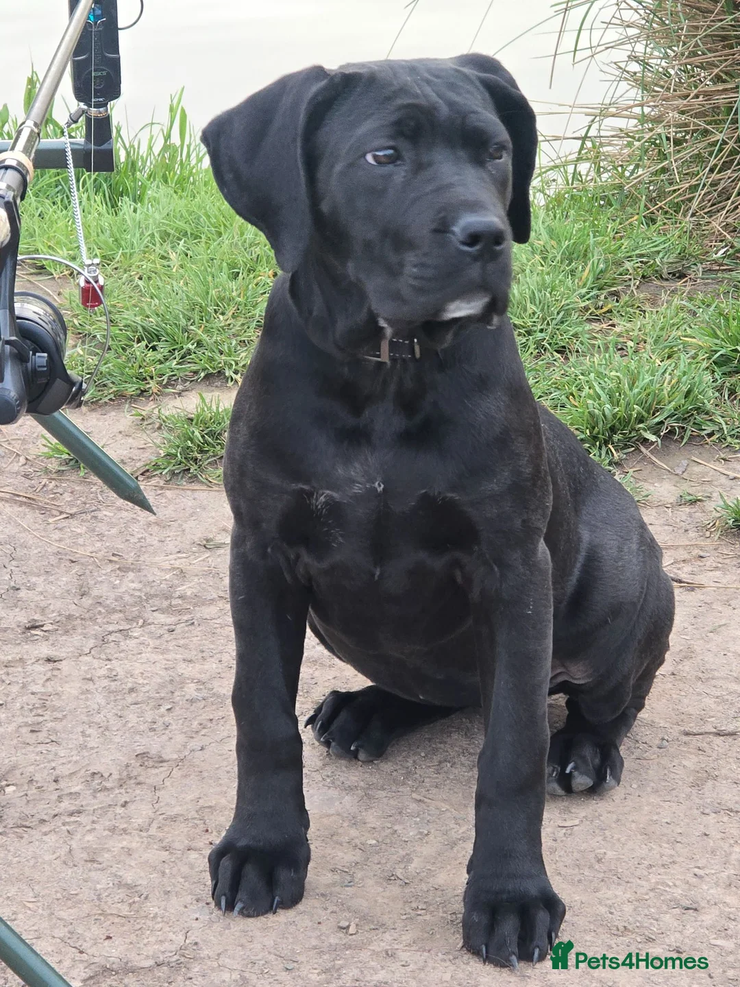 Mixed Breed dogs for sale: Cane corso x presa canario in Birkenhead - Advert 1