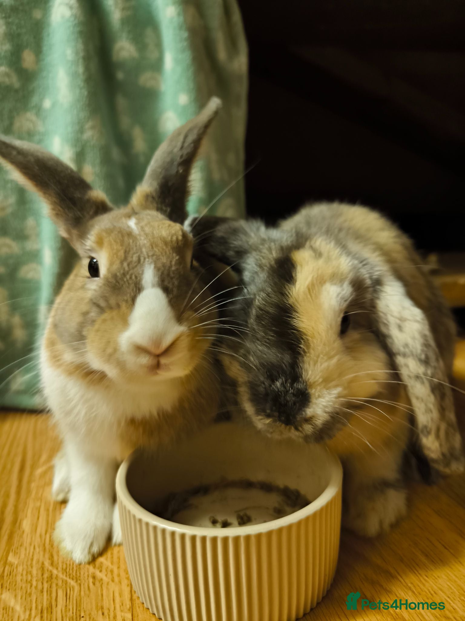Mixed Breed rabbits Cinnamon and Rusty for adoption - Advert 1