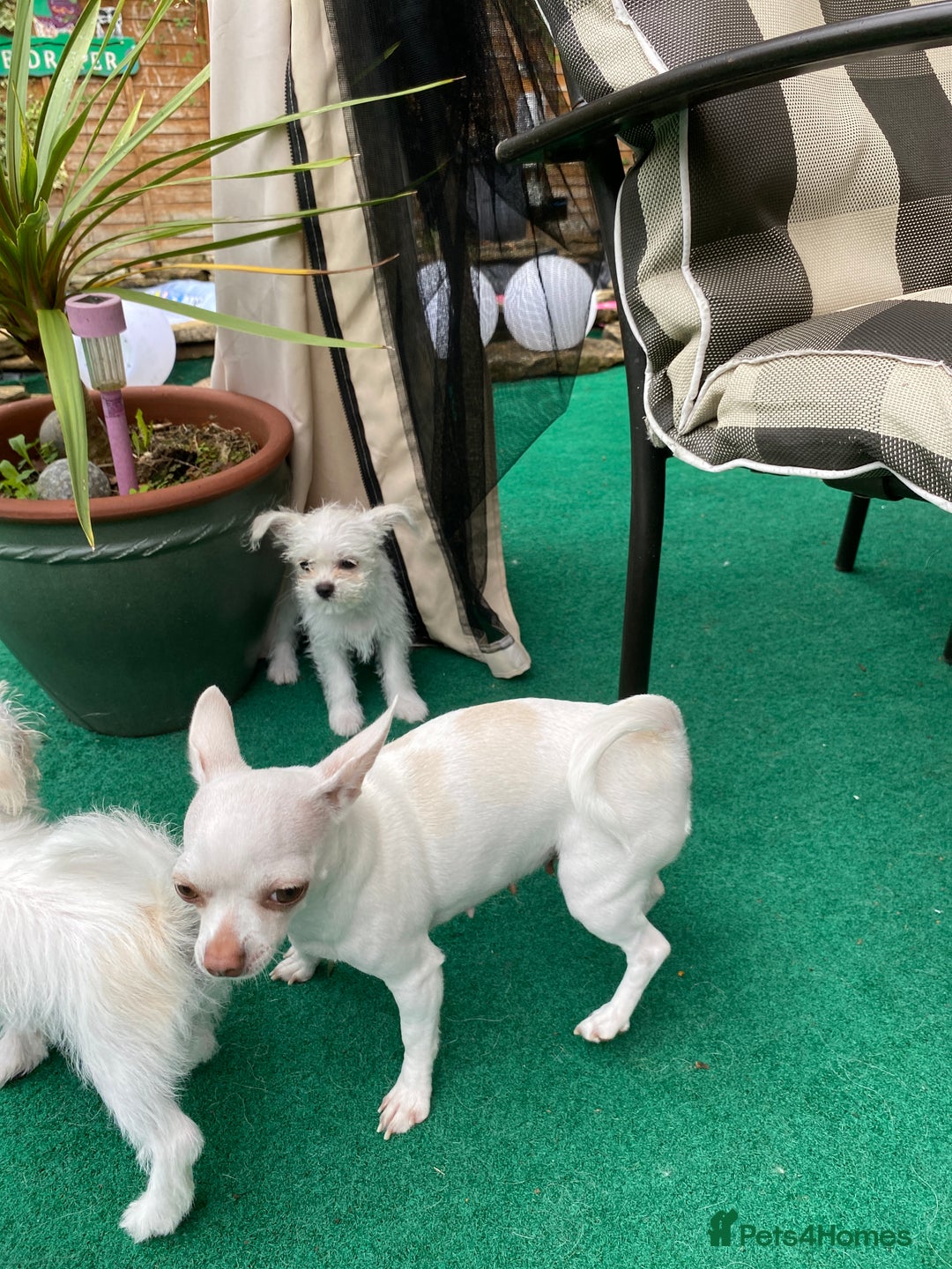 Mixed Breed dogs for sale: Beautiful playfull puppies ready now  - Image 7