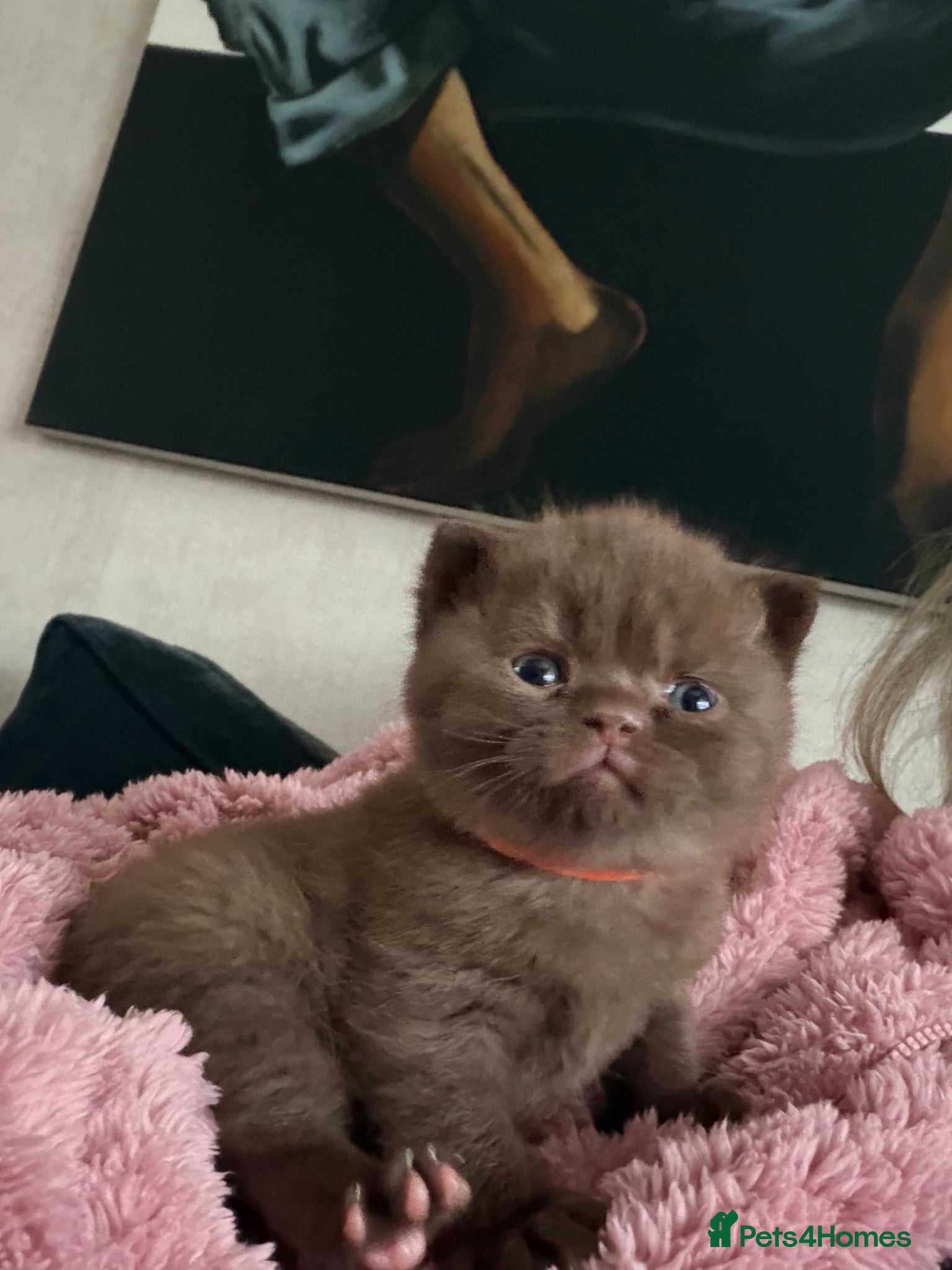 British Shorthair cats Chocolate boy and Chocolate colourpoint girl  - Advert 1