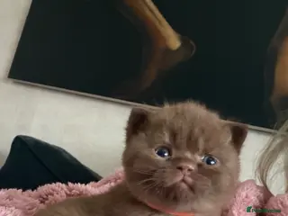 British Shorthair cats Chocolate boy and Chocolate colourpoint girl - Advert 1