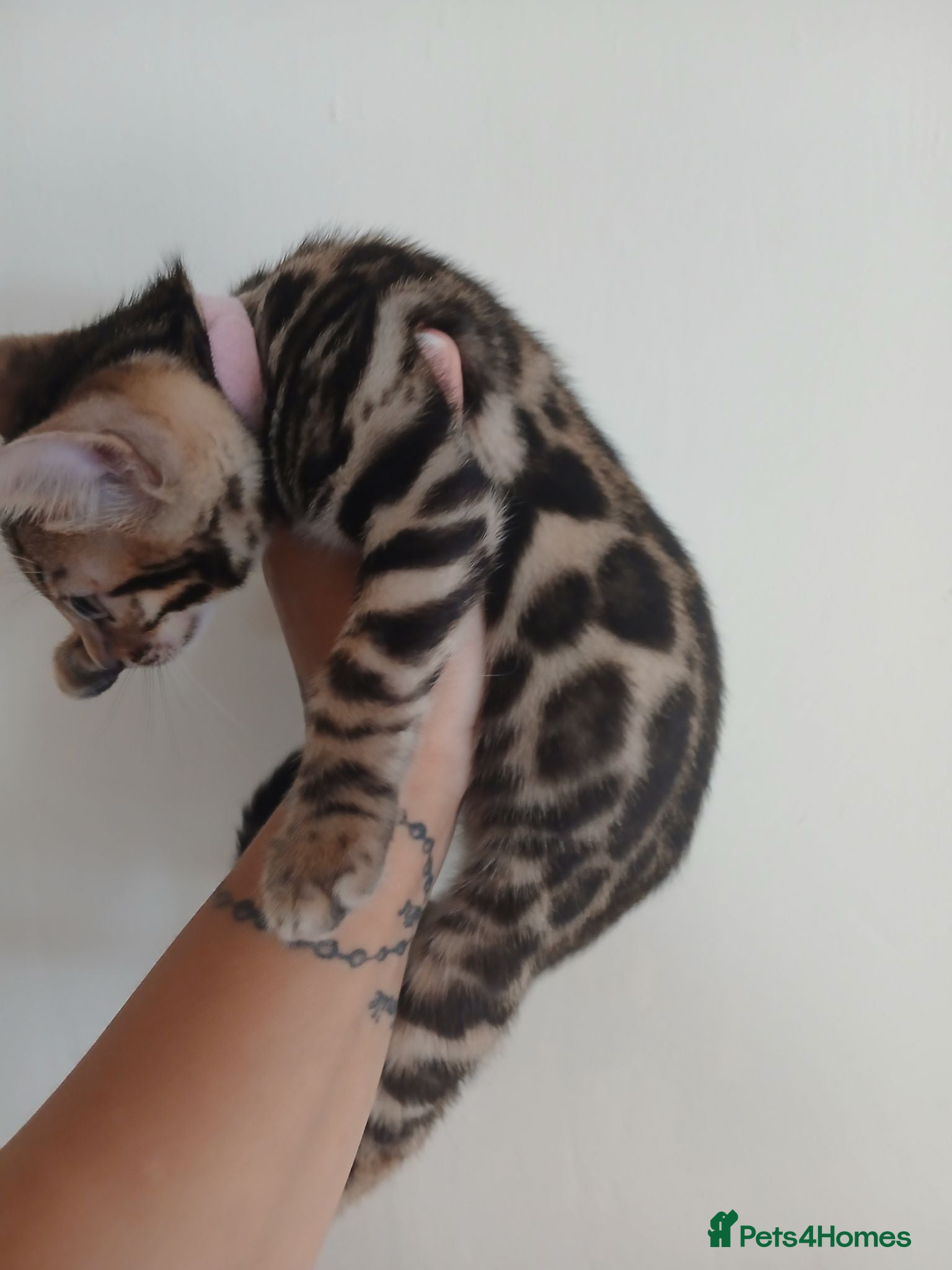 Bengal cats NEW PRICE ONLY 1 BENGAL BEAUTY LEFT ‼️‼️❣️ - Advert 1